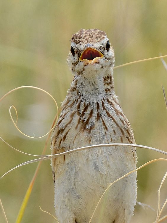 Gambar Burung Pipit