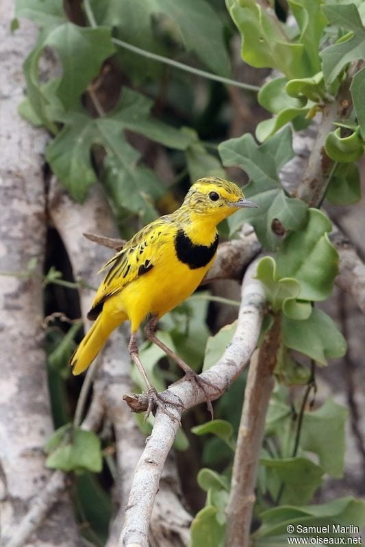 Gambar Burung Pipit