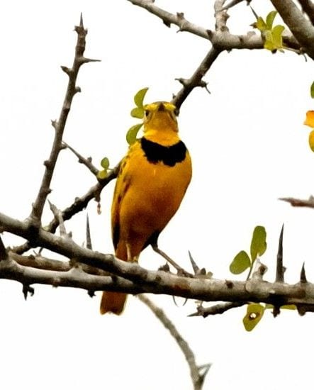 Gambar Burung Pipit