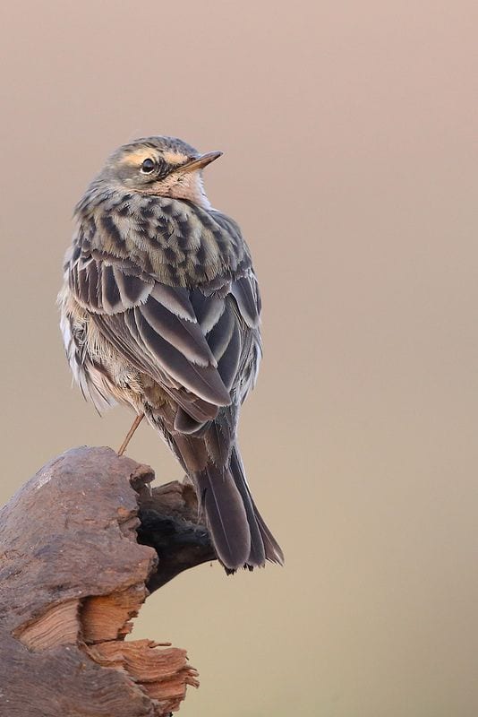 Gambar Burung Pipit