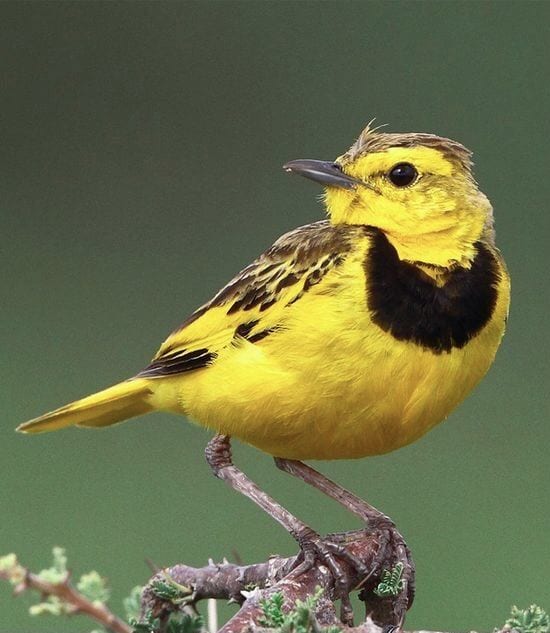 Gambar Burung Pipit