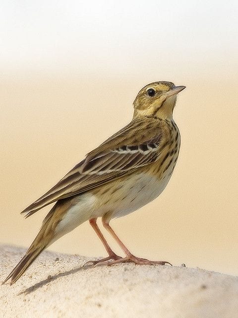 Gambar Burung Pipit