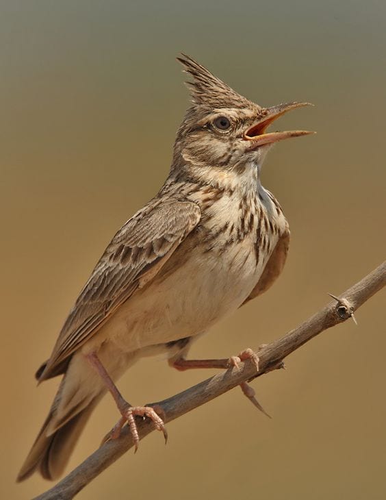 Gambar Burung Pipit
