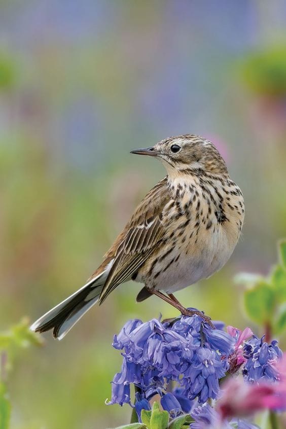 Gambar Burung Pipit