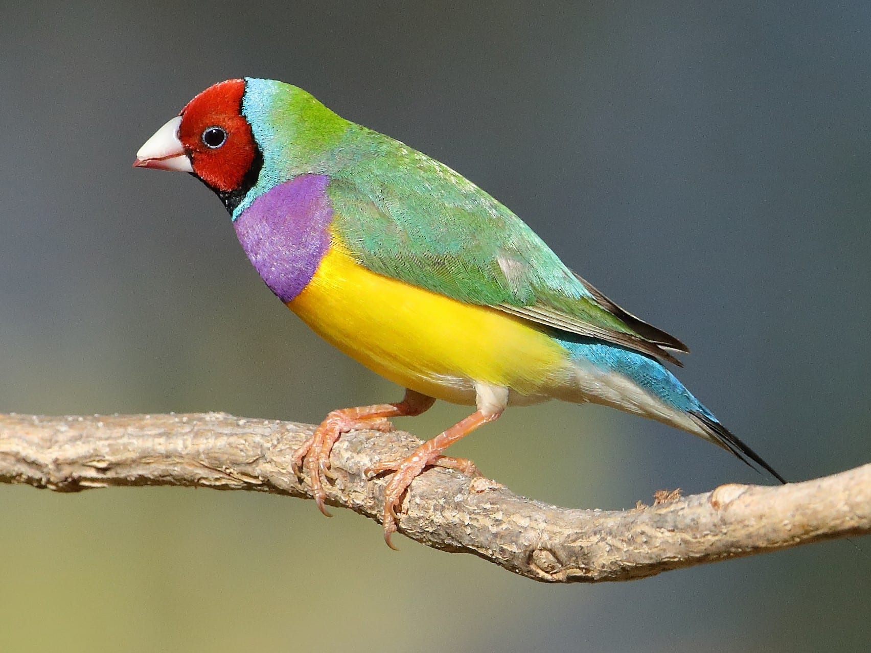 Gambar Burung Pipit