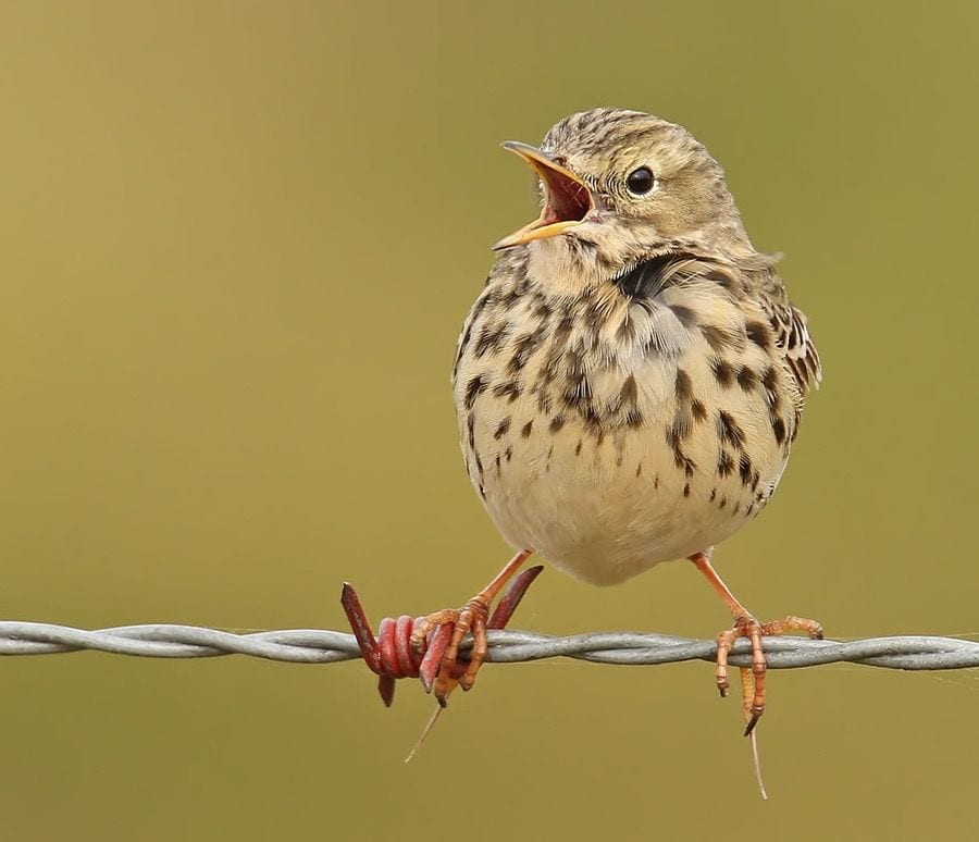 Gambar Burung Pipit
