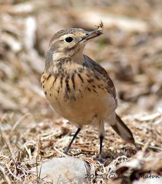 Gambar Burung Pipit