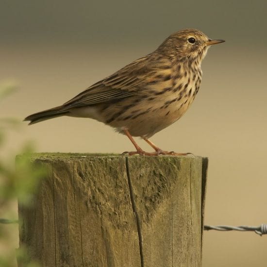 Gambar Burung Pipit