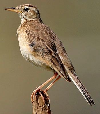Gambar Burung Pipit