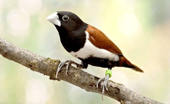 Gambar Burung Pipit