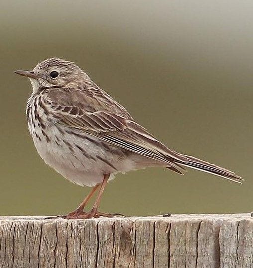 Gambar Burung Pipit