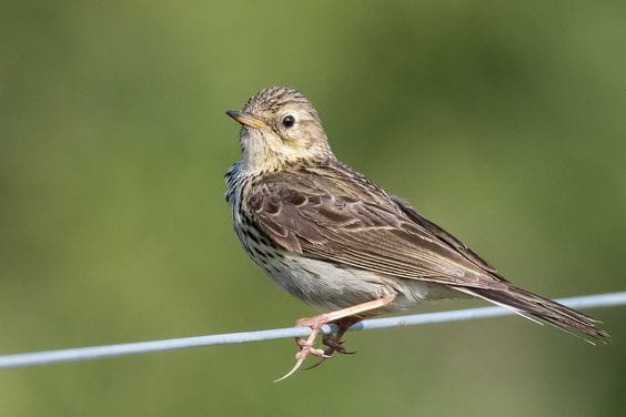 Gambar Burung Pipit