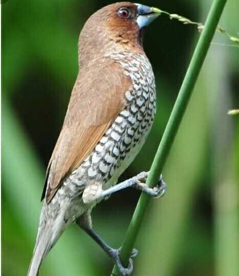 Gambar Burung Pipit
