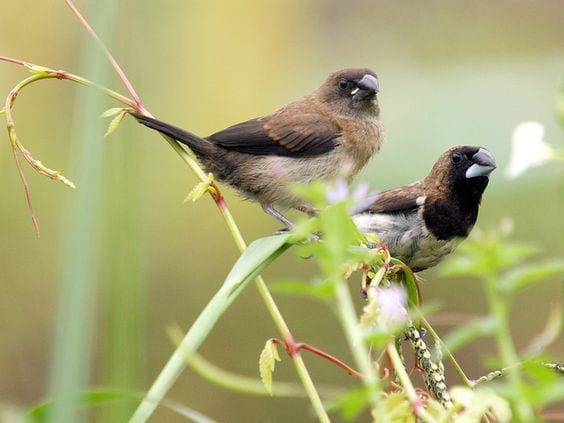 Gambar Burung Pipit
