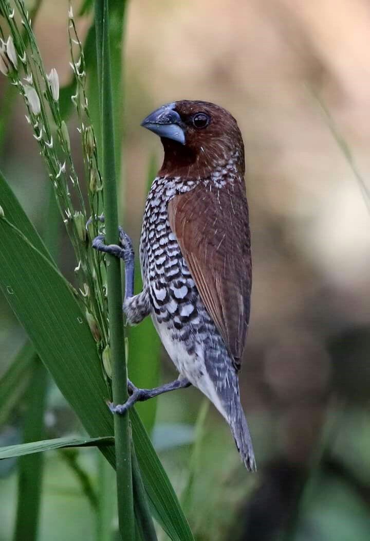 Gambar Burung Pipit