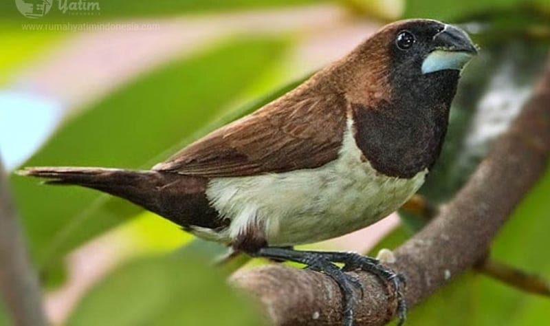 Gambar Burung Pipit