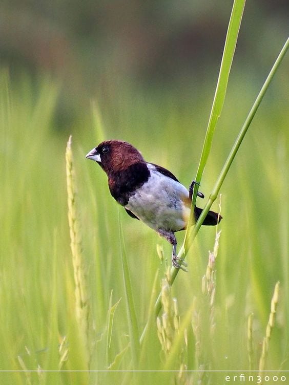 Gambar Burung Pipit