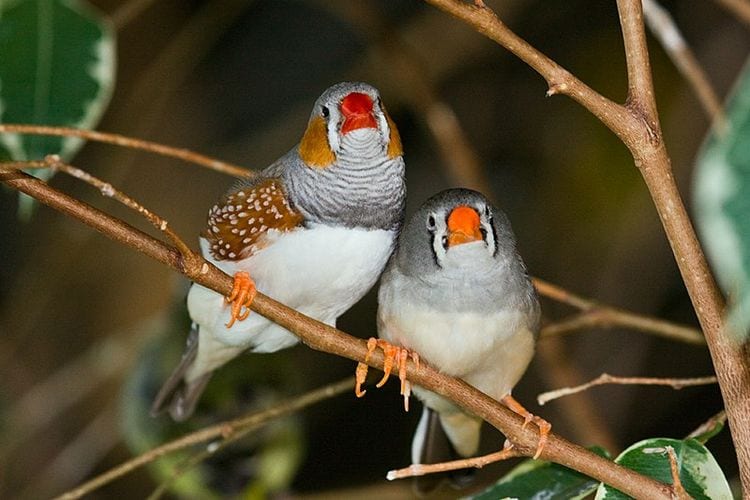 Gambar Burung Pipit