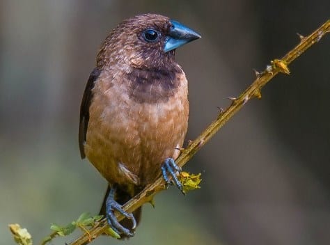 Gambar Burung Pipit