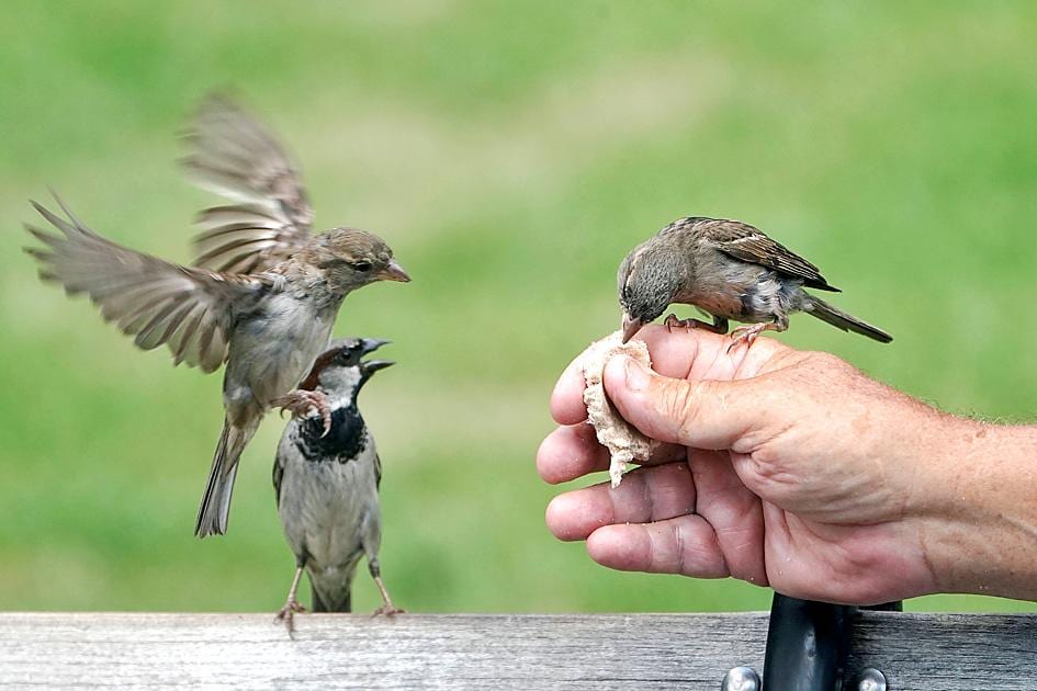 Gambar Burung Pipit