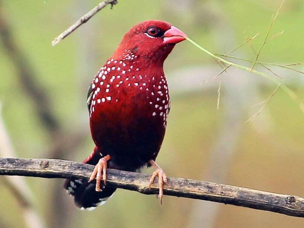 Gambar Burung Pipit