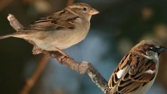 Gambar Burung Pipit