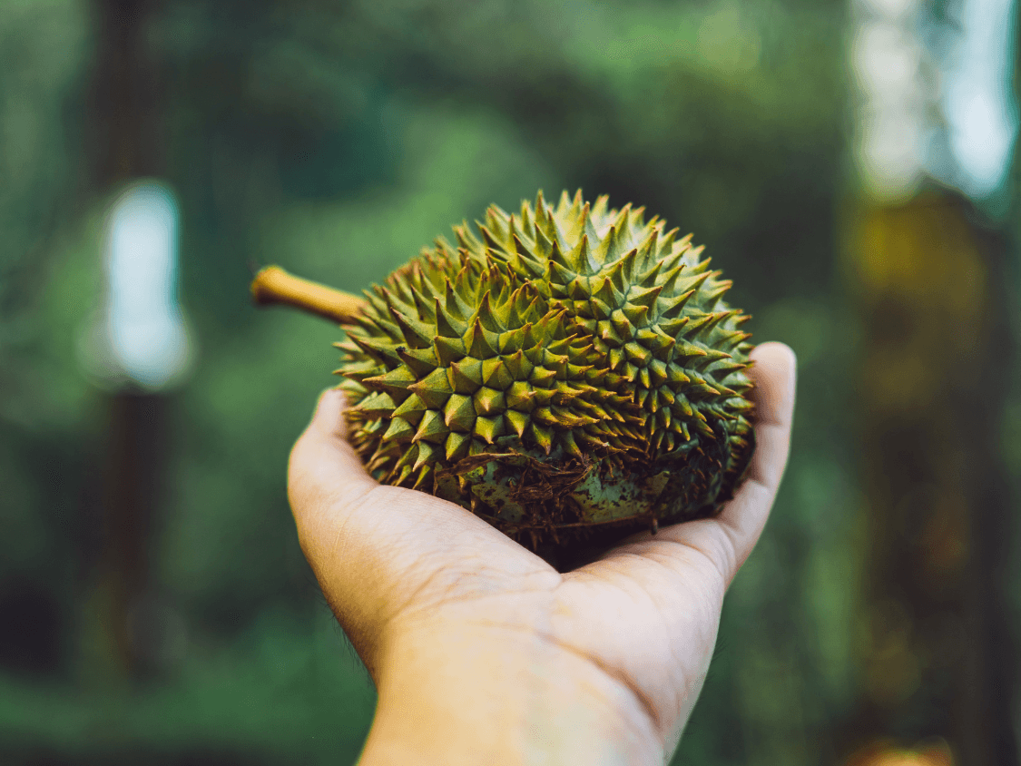 Foto Durian