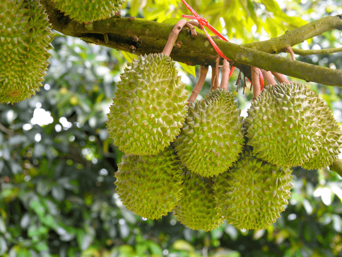 Foto Durian