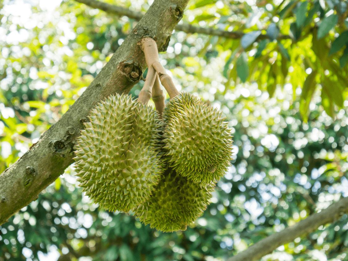 Foto Durian