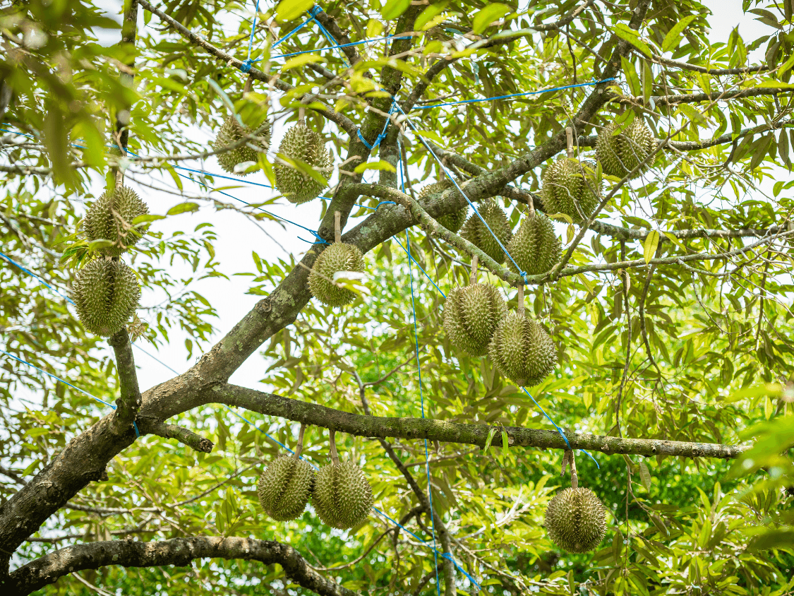 Foto Durian