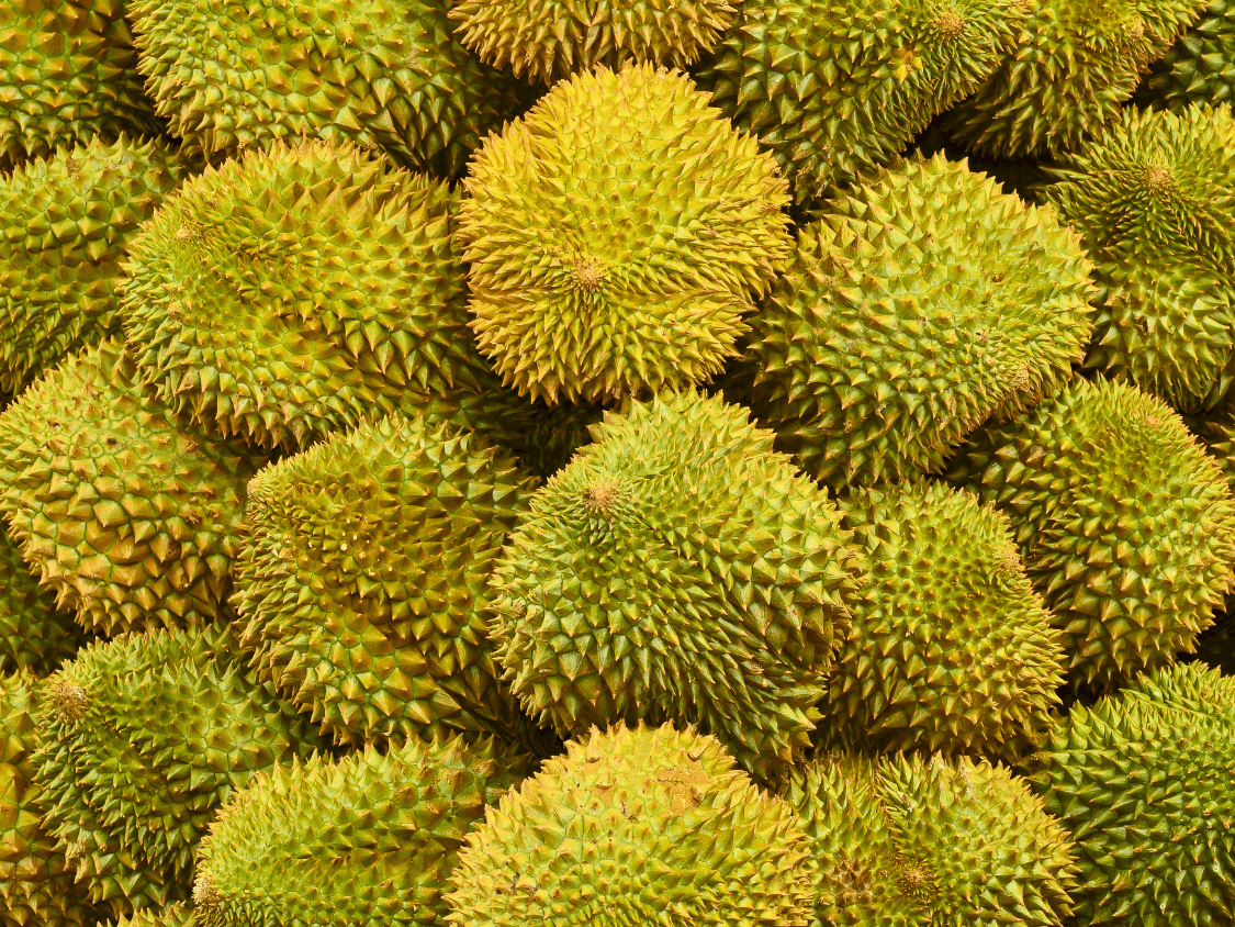 Foto Durian