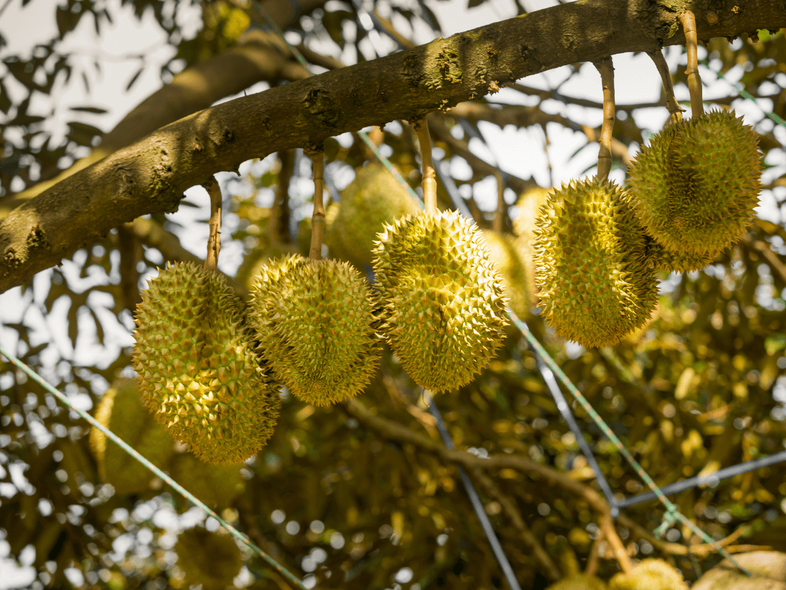 Foto Durian