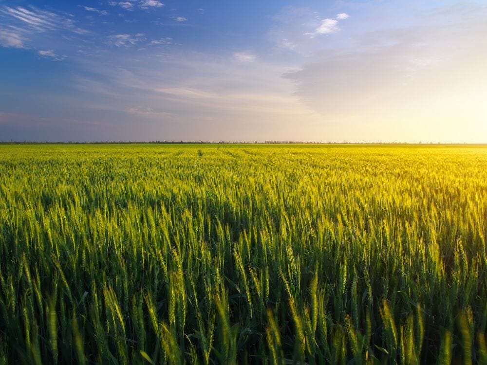 Foto Sawah