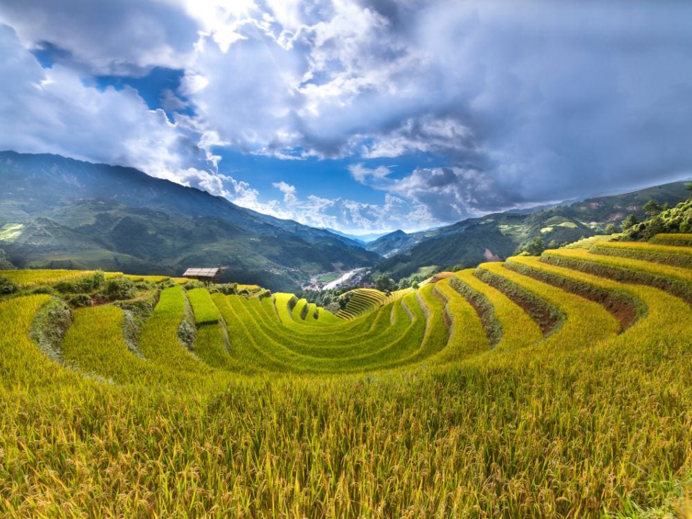 Foto Sawah