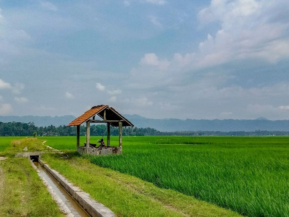 Foto Sawah