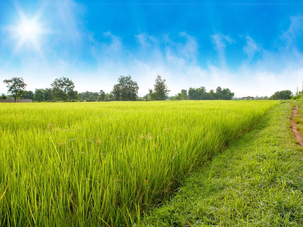 Foto Sawah