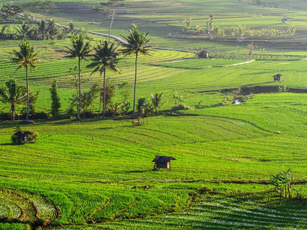 Foto Sawah