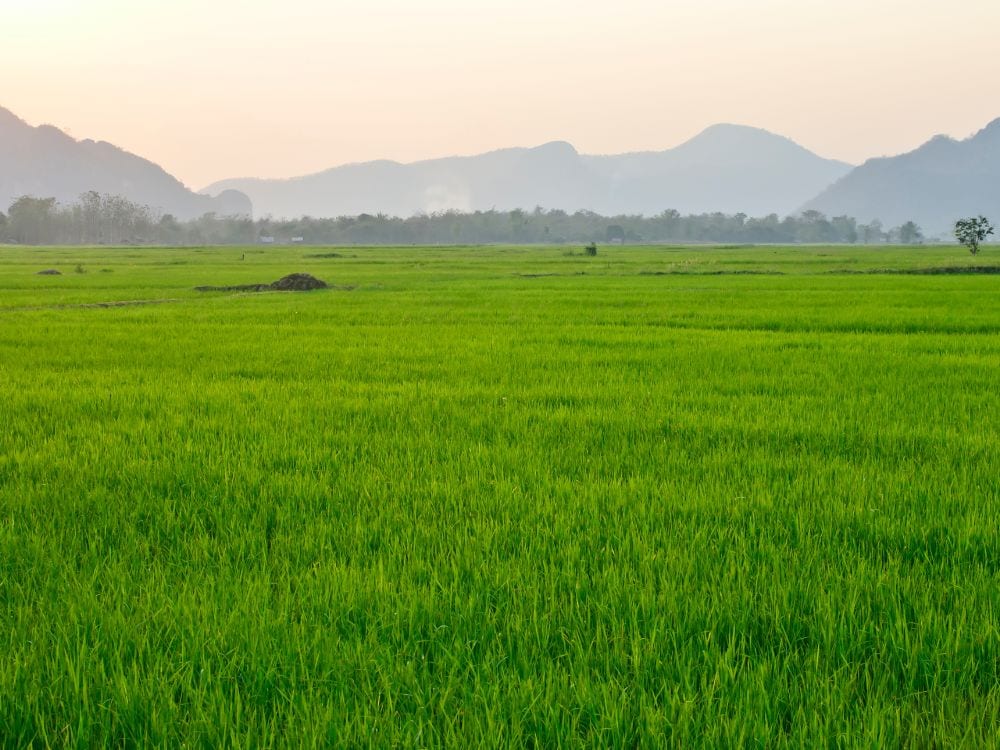 Foto Sawah