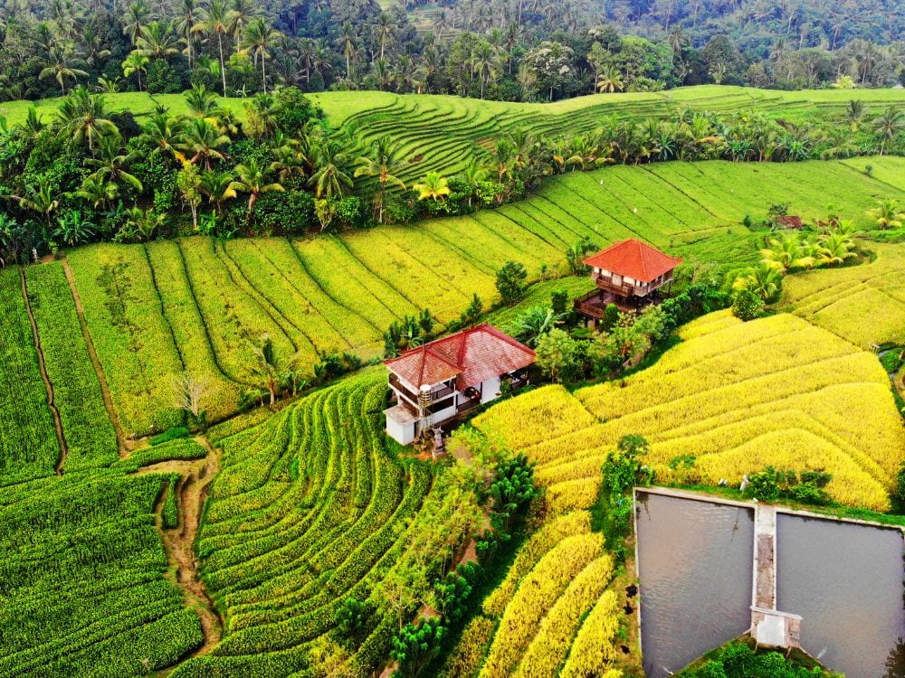 Foto Sawah