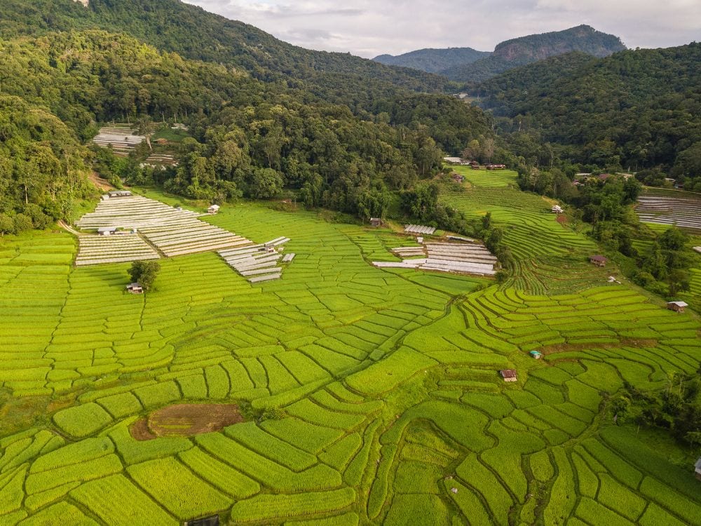 Foto Sawah