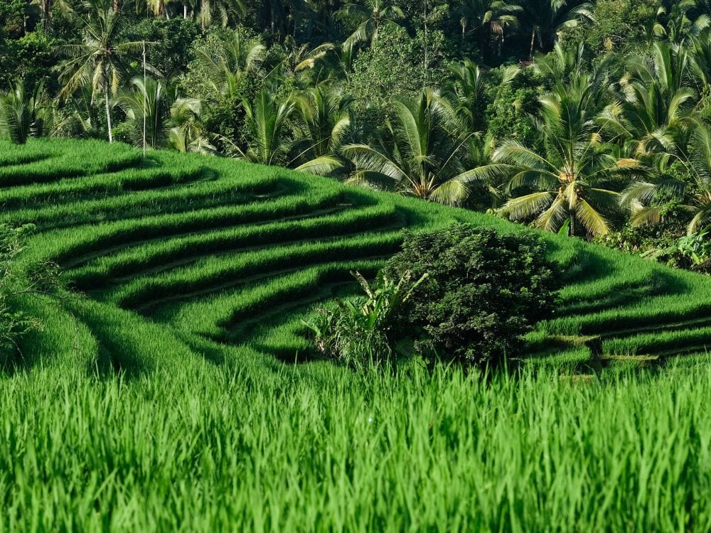 Foto Sawah