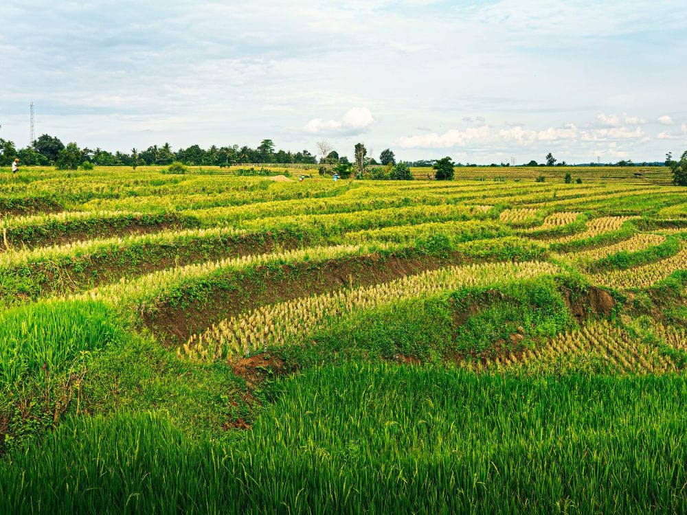 Foto Sawah