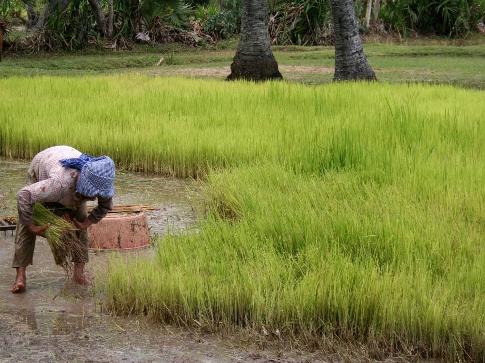Foto Sawah