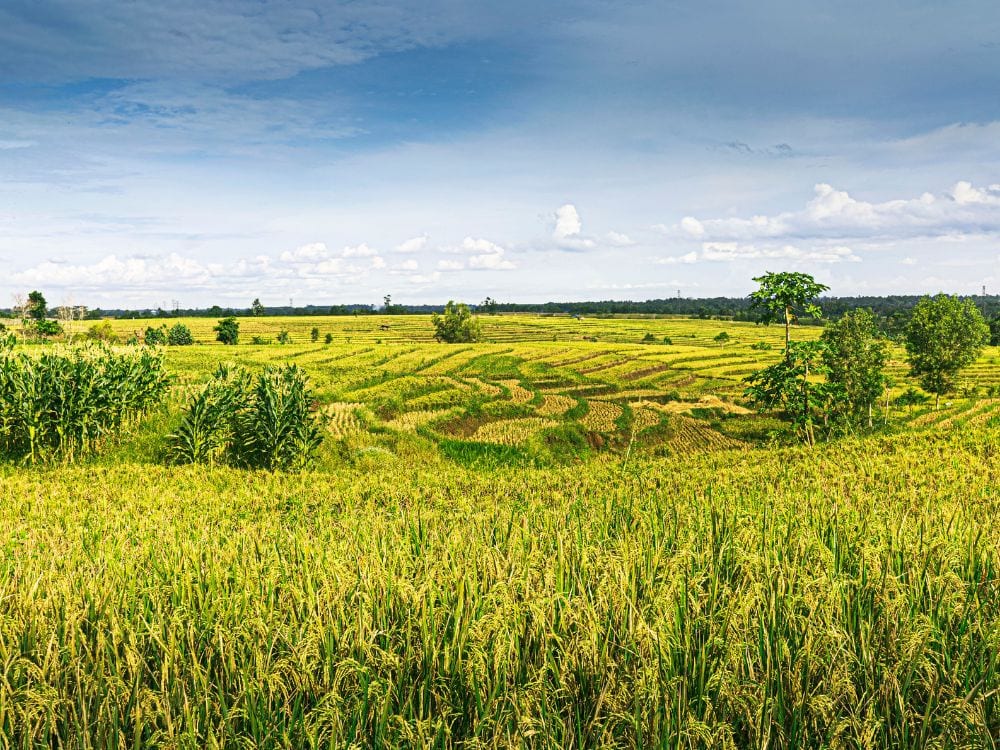 Foto Sawah