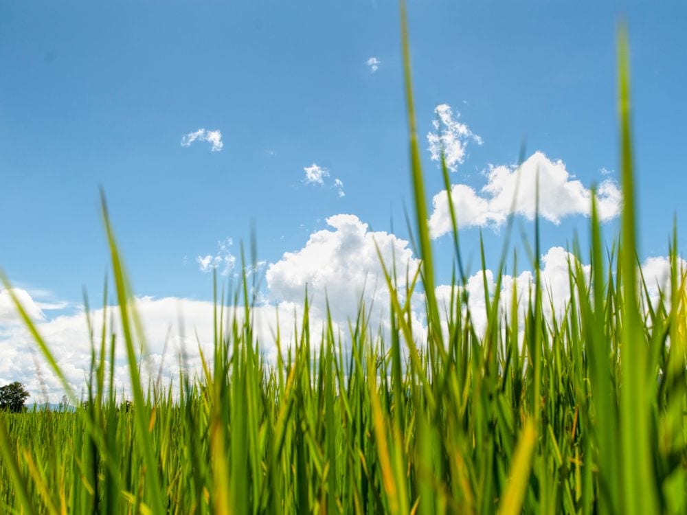 Foto Sawah