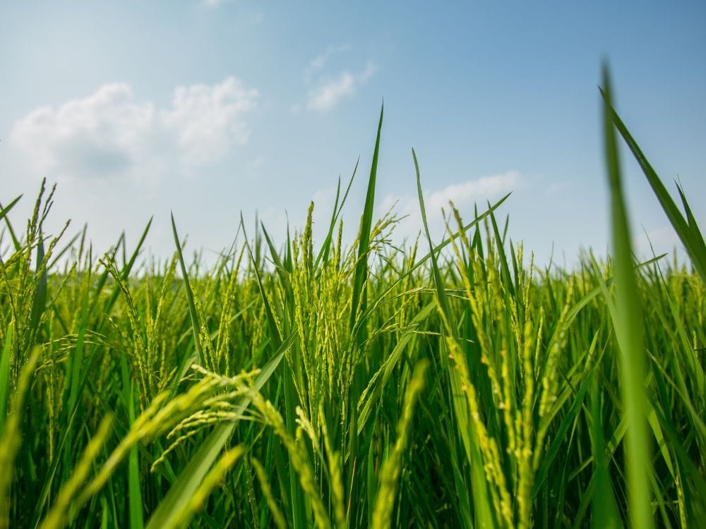 Foto Sawah