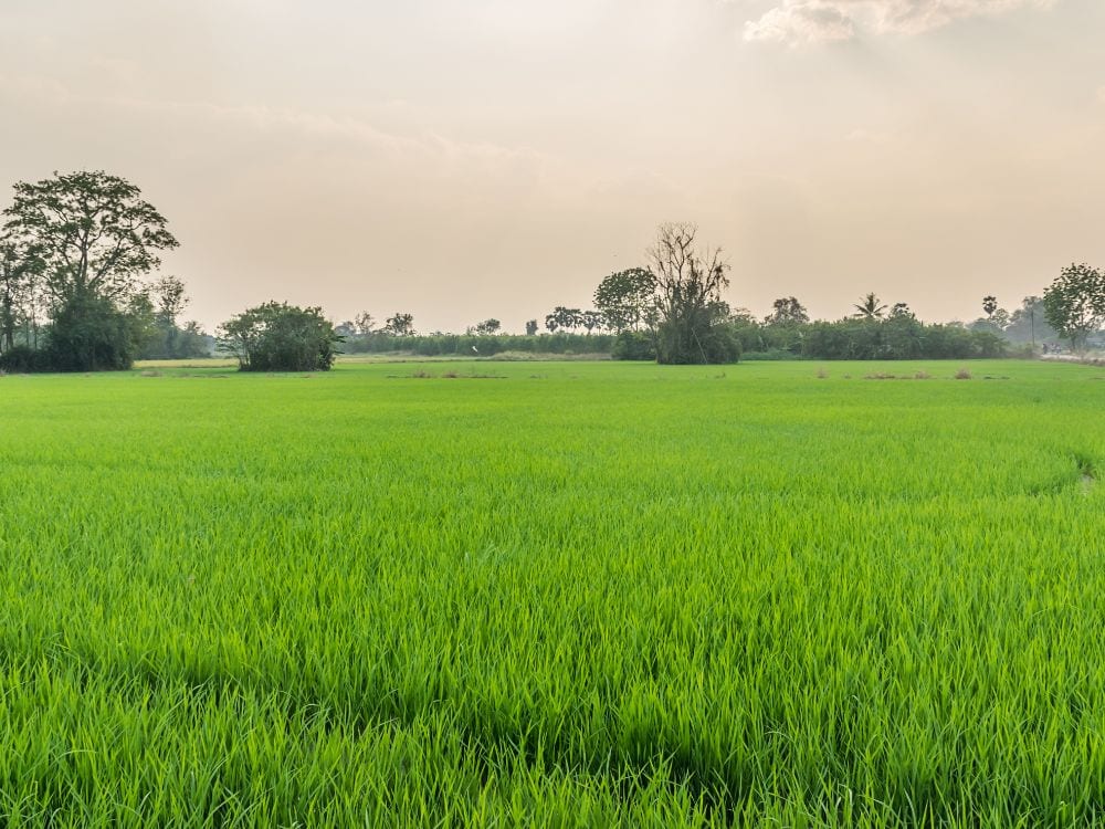 Foto Sawah