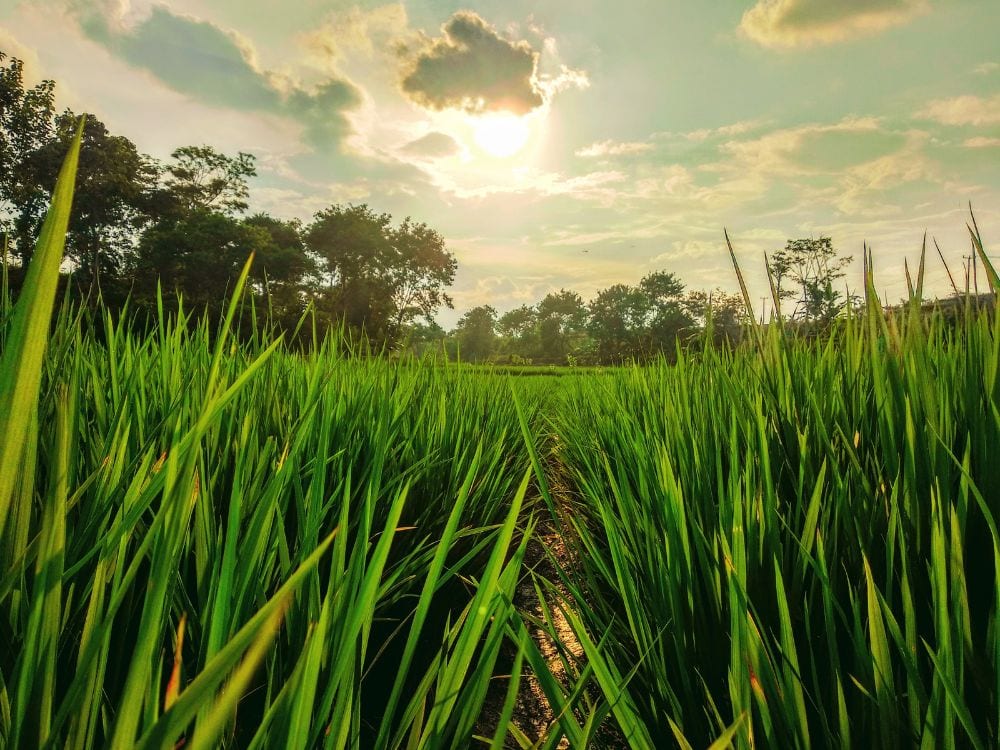 Foto Sawah