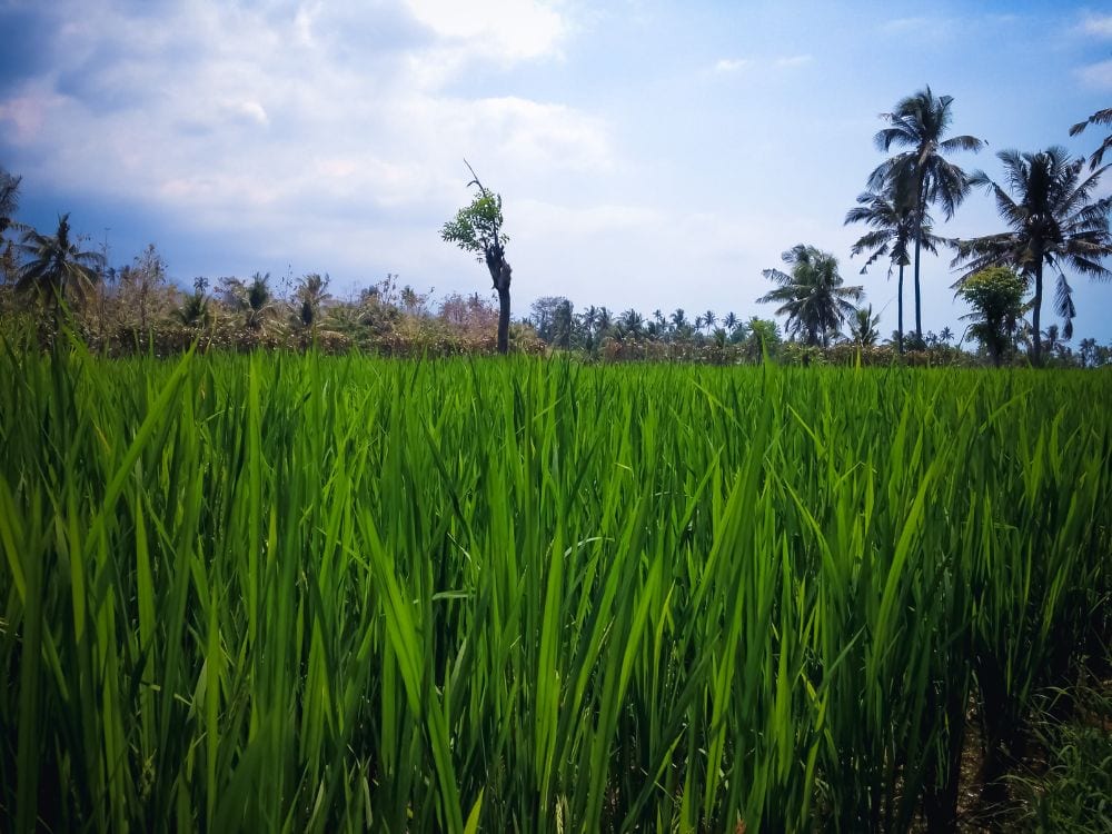 Foto Sawah