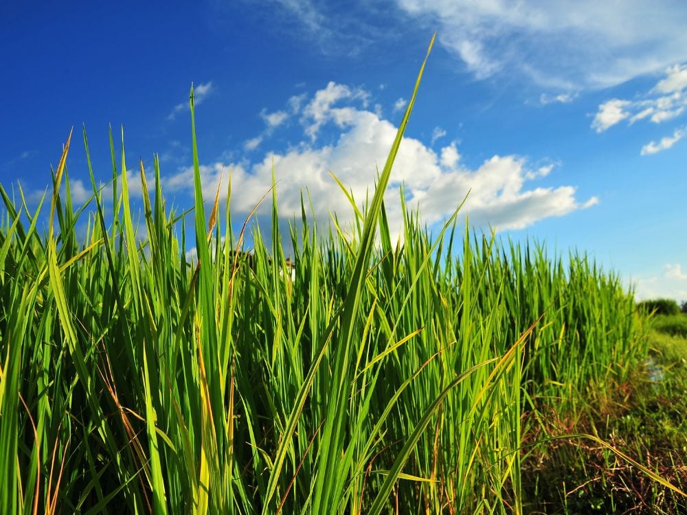 Foto Sawah